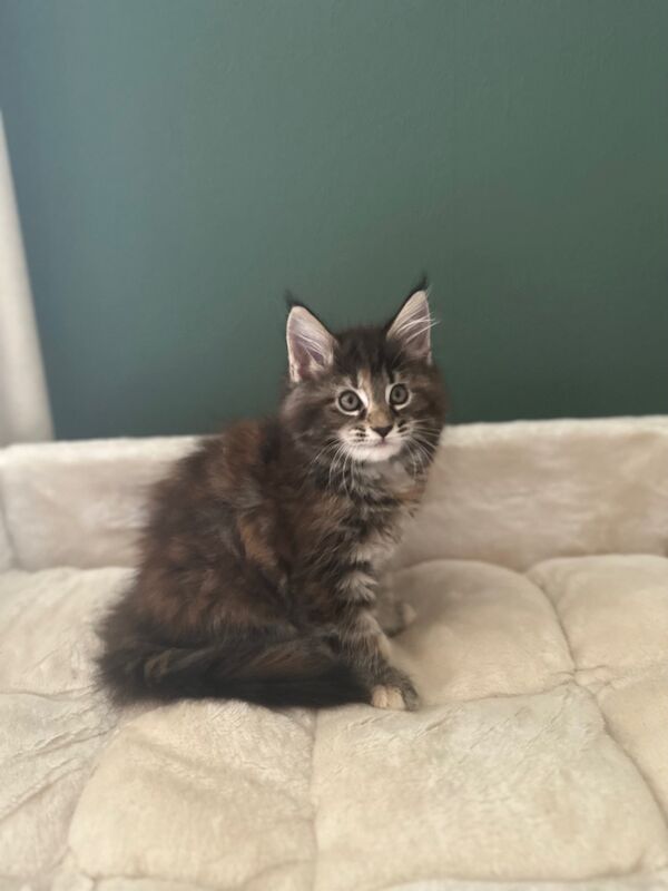 Tica & WCF Registered Kitten for sale in Brampton, Cumbria - Image 8