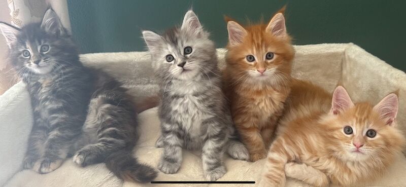 Tica & WCF Registered Kitten for sale in Brampton, Cumbria - Image 9