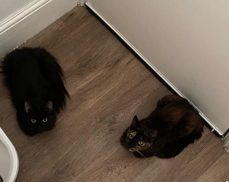 Two Affectionate Cats Looking for a Loving Home Together for sale in Clapham, Greater London