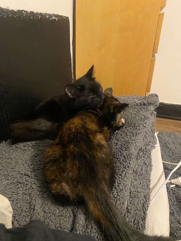 Two Loving Indoor Cats Looking for a Forever Home – £100 Finder's Reward for sale in Clapham, Greater London