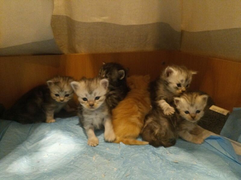 We have 7 wonderful kittens to offer. The mother is a Maine Coon and the father is a Persian cat for sale in Beddau, Mid Glamorgan