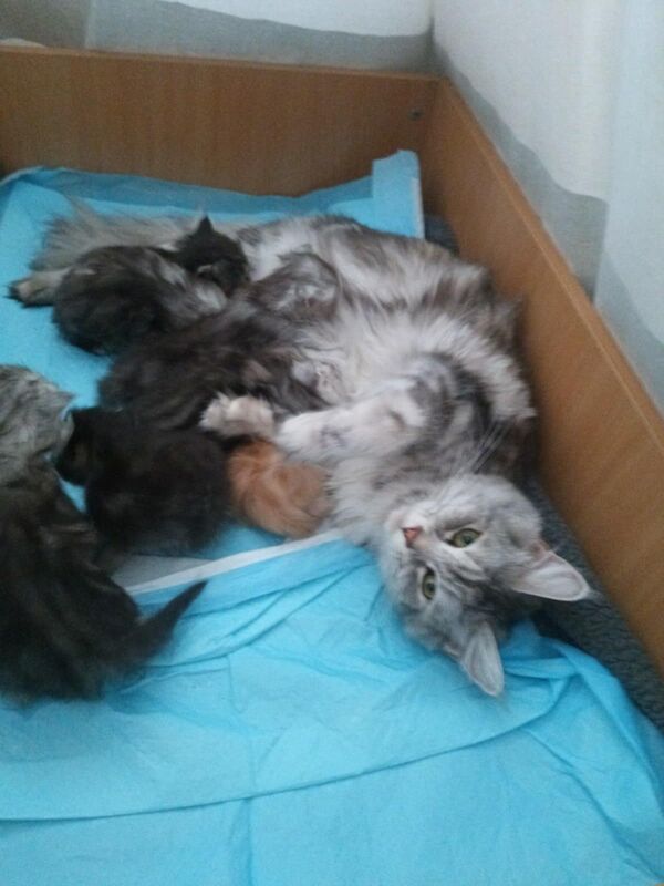 We have 7 wonderful kittens to offer. The mother is a Maine Coon and the father is a Persian cat for sale in Beddau, Mid Glamorgan - Image 2