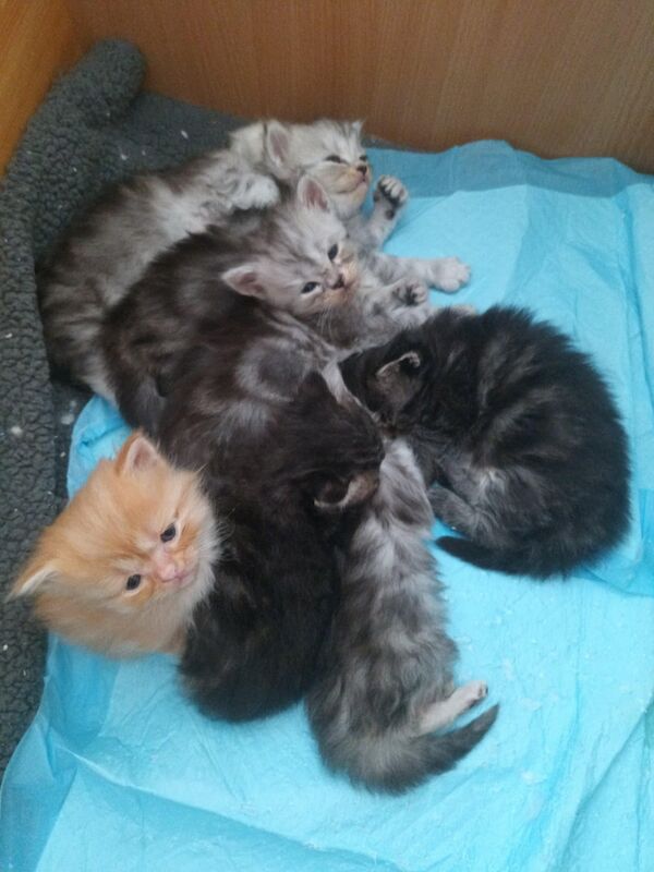 We have 7 wonderful kittens to offer. The mother is a Maine Coon and the father is a Persian cat for sale in Beddau, Mid Glamorgan - Image 5