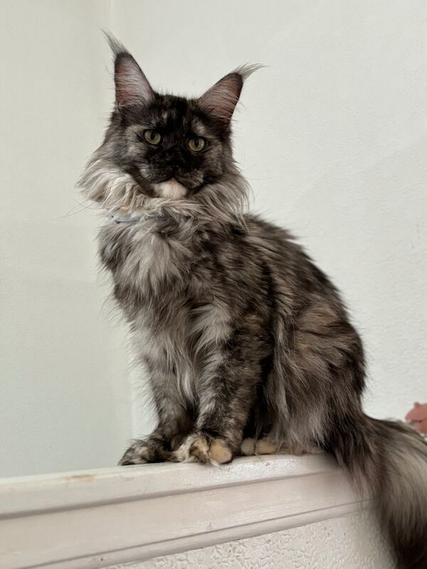 Xl Russian Maine coon kittens for sale in Bradford, West Yorkshire